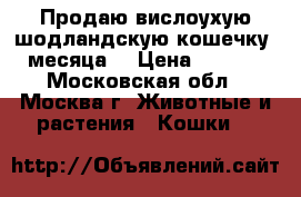 Продаю вислоухую шодландскую кошечку 2 месяца. › Цена ­ 5 000 - Московская обл., Москва г. Животные и растения » Кошки   